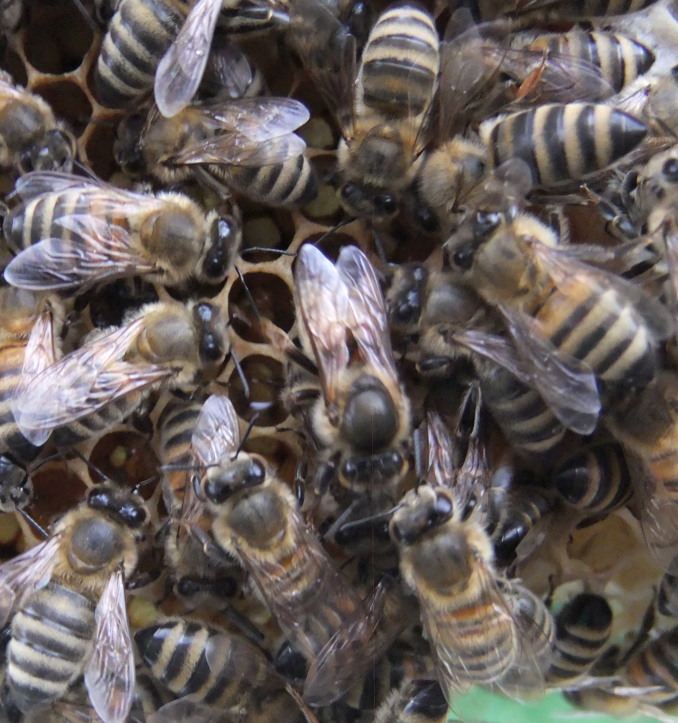 Bienenkönigin
mit Hofstaat