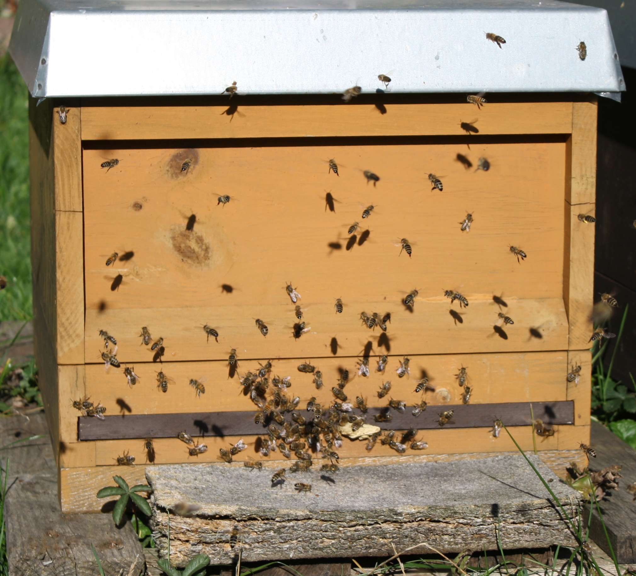 Bienenvolk auf 10 Zanderwaben